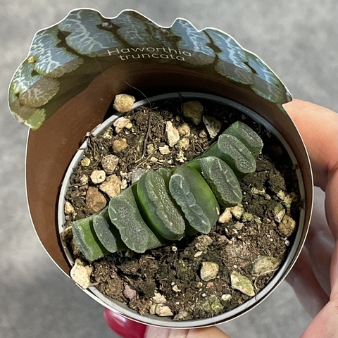 Хавортия Трунката d7