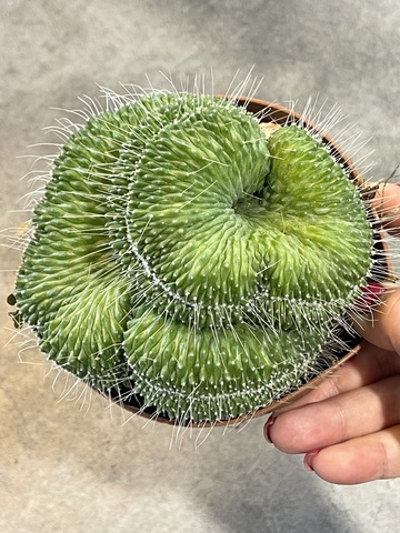 Маммиллярия Спинозиссима Ун Пико Кристата d12