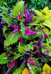 Хаски колеус КСР