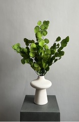 Эвкалипт Популус стабилизированный салатовый