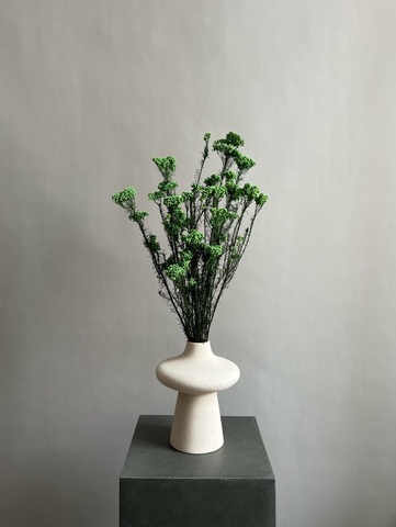 Озотамнус стабилизированный салатовый