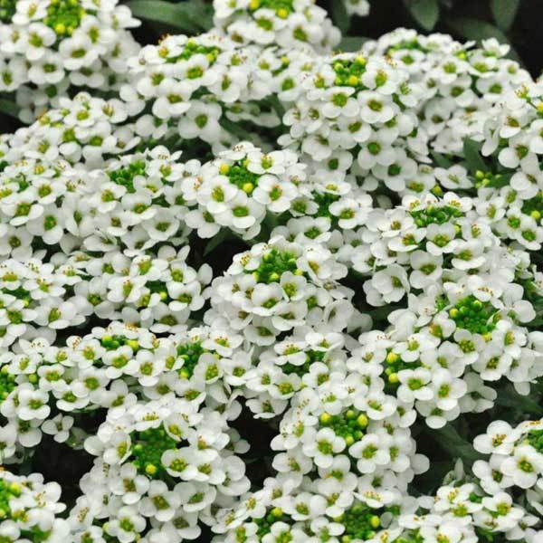 Алиссум Вондерленд Вайт "Wonderland White"– купить в интернет-магазине, цена, заказ online