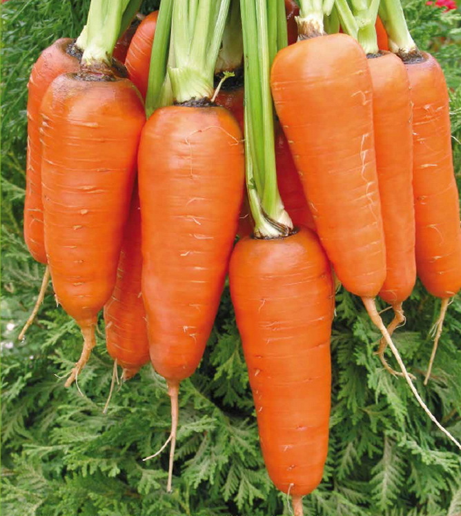 Курода/Шантане Абако F1 семена моркови курода/шантане (Seminis / Семинис) абако2.JPG
