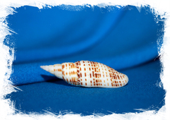 Канцилла гранатина (Cancilla granatina)