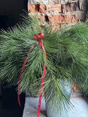 Ветка хвои - КЕДР