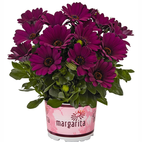 2765 Остеоспермум MARGARITA PURPLE (ВЕСНА 2025)