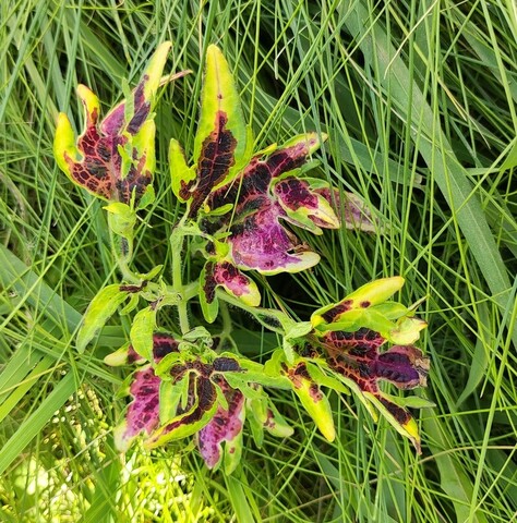 Пасхальный кролик колеус