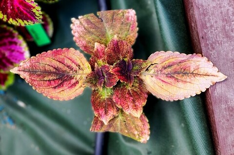 Танец огня колеус КСР