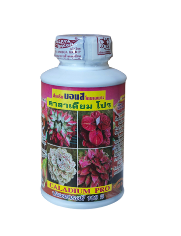 Каладиум ПРО Caladium PRO Тайланд