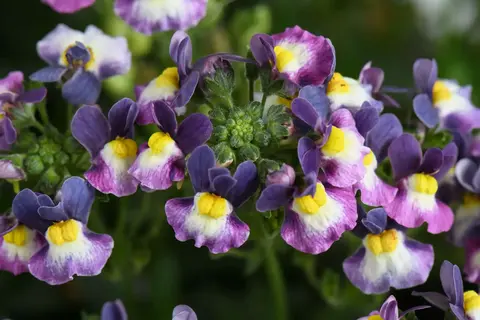 2632 Немезия MENOR DUAL PURPLE (ВЕСНА 2025)