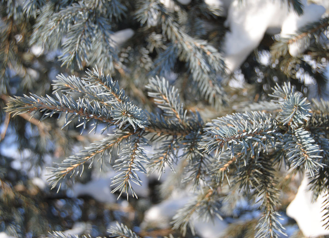 Семена Ель Сибирская Голубая picea obovata var. glauca