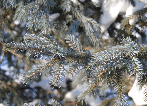 Семена Ель сибирская голубая picea obovata var. glauca