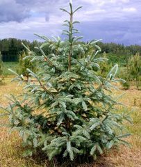 Семена Ель сибирская голубая picea obovata var. glauca