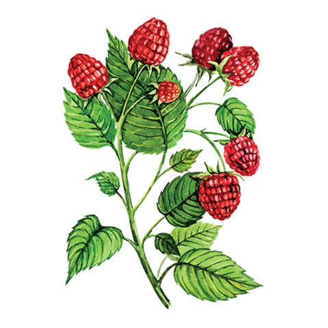 Сироп Малина ProffSyrup