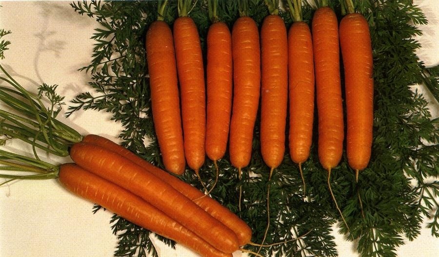 Морковь семена лучшие сорта для открытого. Семена морковь Королева осени. Семена морковь Каротан. Морковь Королева осени 2гр/10. Морковь Королева осени prorost.