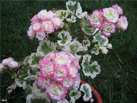Пеларгония Westdale Appleblossom