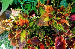 Чаровница Тай колеус КСР