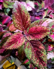 Подарок LO 6 колеус