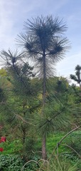Teofrast Семена Сосна желтая Pinus ponderosa