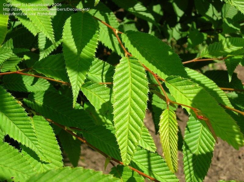 Семена Граб японский Carpinus japonica