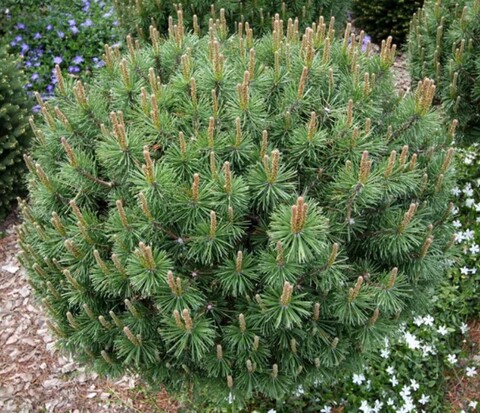 Сосна горная Литомисл