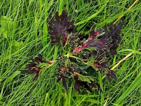 Маэсто колеус