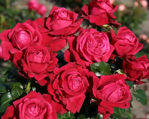 Руби Кисс(Ruby Kiss)