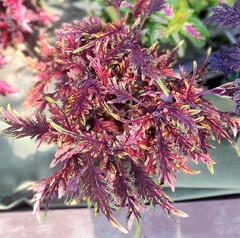 Belize Тай колеус КСР