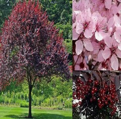 Черемуха виргинская Шуберт