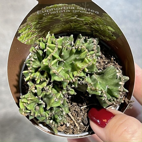 Эуфорбия Лактея Кристата d7