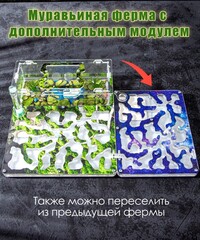 Муравьиная ферма с муравьями