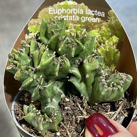 Эуфорбия Лактея Кристата d7