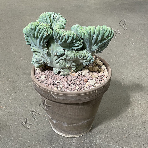 МИРТИЛЛОКАКТУС ГЕОМЕТРИЗАНС КРИСТАТА В КЕРАМИКЕ D18 - 2