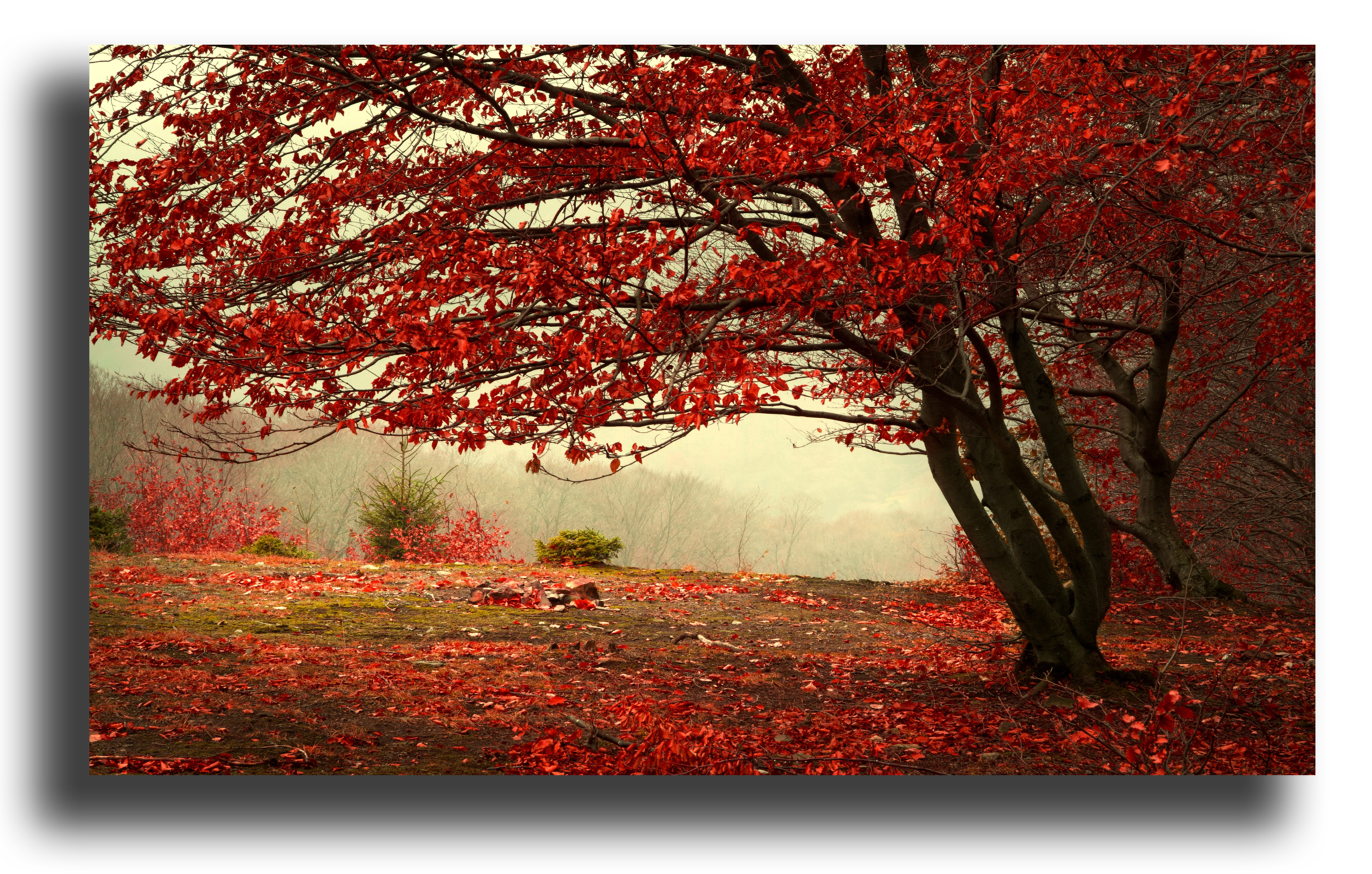 Red trees. Красное дерево. Красная осень. Осенний лес. Дерево с красными листьями.