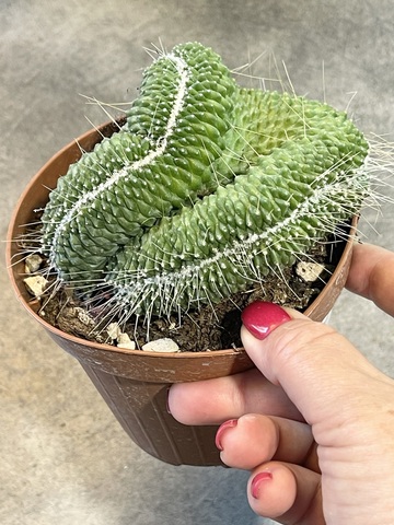 Маммиллярия Спинозиссима Ун Пико Кристата d12