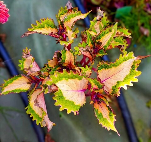 Царевна лебедь колеус