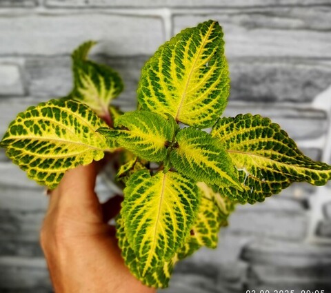 Солнце в ажуре АГ колеус КСР