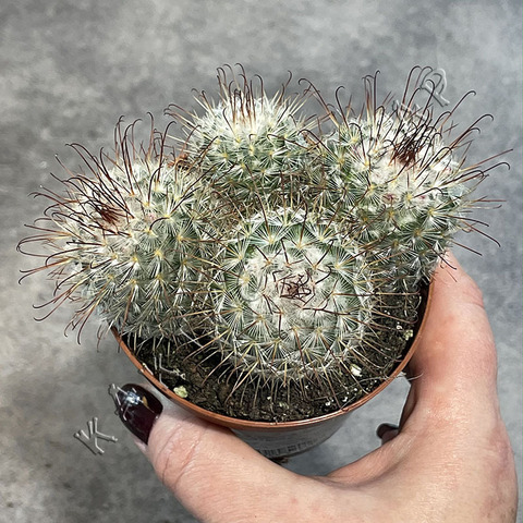 Маммиллярия Бомбицина d8