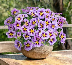 19126 Калибрахоа TIK TOK SKY BLUE (ОСЕНЬ 2025)