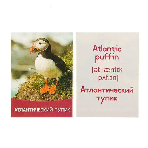 Обучающие карточки 