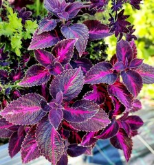 Тихий Дон UO колеус КСР