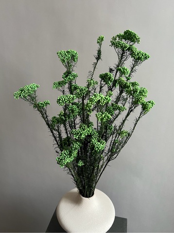 Озотамнус стабилизированный салатовый