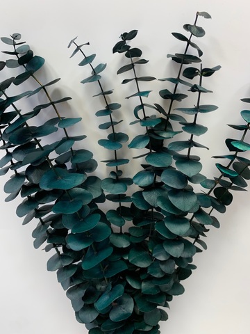 Эвкалипт Бейби блу Зелено-голубой 70см (10 шт в упак)