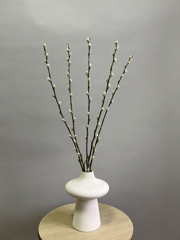 Верба (упак 5 шт)