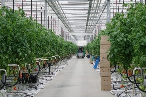 Инвентаризация + ПДВ (НДВ) + НМУ Тепличное хозяйство