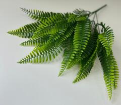 Папоротник