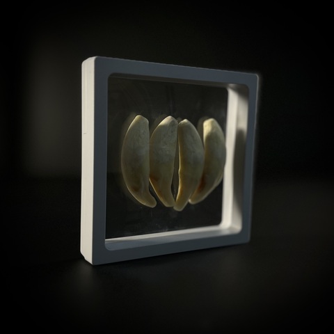 Клыки медведя