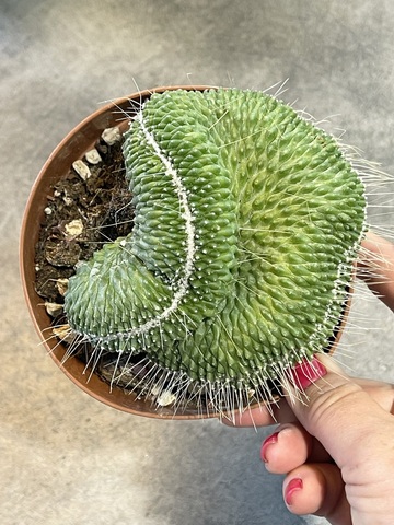 Маммиллярия Спинозиссима Ун Пико Кристата d12