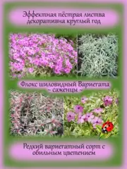 Почвопокровные и ампельные