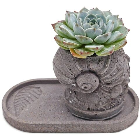 Живой суккулент Эхеврия из коллекции EnjoyPlants в горшке ручной работы с грунтом. Длинна поддона: 17,5 см.